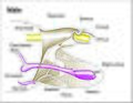 Image 20Male genitalia of Lepidoptera (from Insect reproductive system)