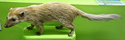 Mounted brown mustelid with green background