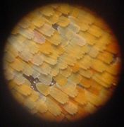 Microphoto-butterflywing