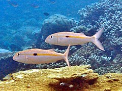 Un rouget à ligne jaune (Mulloidichthys flavolineatus)