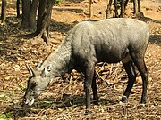 nilgai