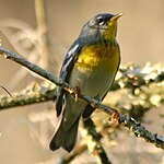 Northern parula