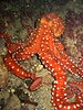 Octopus macropus deimatic display