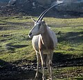 Scimitar oryx