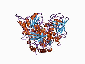 Структура аконитазы[1].