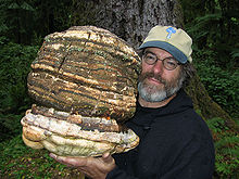 Stamets holding Laricifomes officinalis in 2006