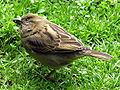 Passer domesticus (femia)