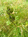 Fruits de Jacinthe des bois sur Lunga.