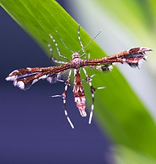 Grape Plume Moth (Geina periscelidactylus)