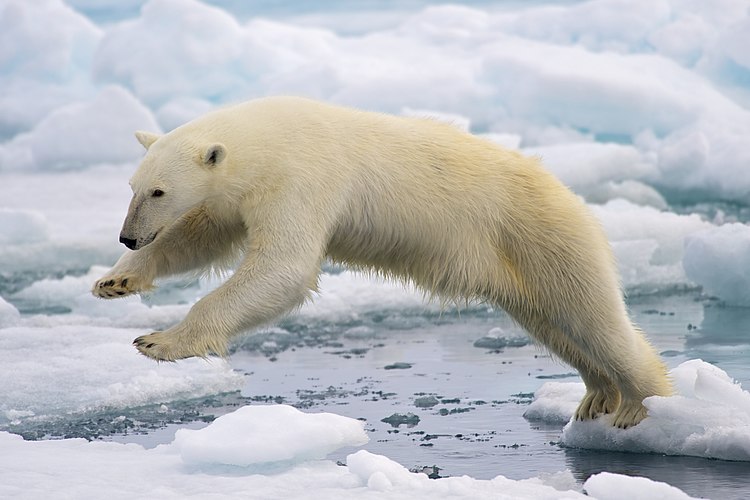 Белый медведь (Ursus maritimus) перепрыгивает со льдины на льдину. Западный Шпицберген