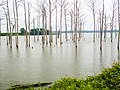 Poverty Point Reservoir in Delhi.