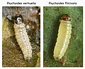 Larvae of Psychoides verhuella and Psychoides filicivora