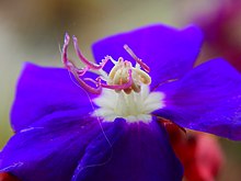 visão detalhada da flor de uma quaresmeira roxa