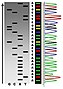 DNA sequencing