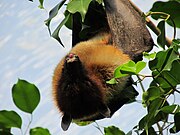 A black bat with an orange underside and a black head