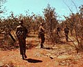Image 43Members of 44 Parachute Brigade on patrol during the South African Border War. (from History of South Africa)