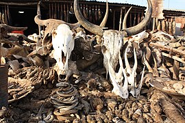 Skulls for Vodou rituals