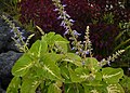 C. Coleus blumei = Plectranthus scutellarioides