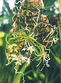 Thrixspermum saruwatarii