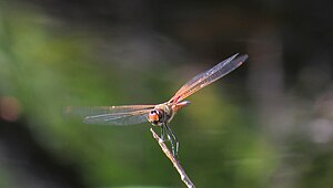 Male face