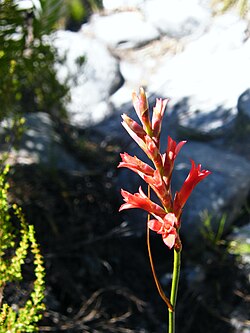 Inflorescência de Tritoniopsis triticea.