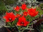 Tulipa linifolia