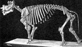 Скелет Uintatherium mirabile