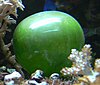 Green bubble algae