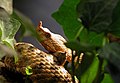 Hornviper (Vipera ammodytes)