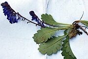 Wulfenia baldaccii