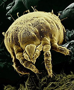 Yellow mite, by Eric Erbe and Chris Pooley, USDA/ARS/EMU (edited by Fir0002)