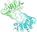 PDB: 3GPD​. D-glyceraledhyde 3-phosphate dhydrogenase. Human. Skeletal muscle.