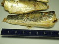 Sardines next to a ruler, showing their size