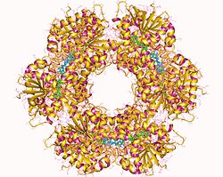 UDP-Glucose-6-Dehydrogenase