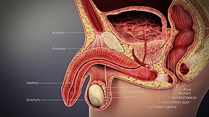 3D Medical Illustration showing vas deferens.