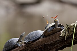 A butterfly feeding on the tears of a turtle in Ecuador