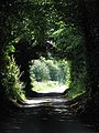 Rural tree tunnel, Norfolk, UK