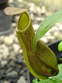 Lower pitcher with green peristome