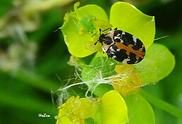 Шкіроїд ранниковий Anthrenus scrophulariae на квітах кипарисоподібного молочаю ( Euphorbia cyparissias)