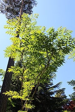 Description de l'image Aralia chinensis.JPG.