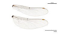 Female wings