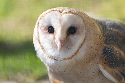 Tyto furcata