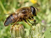 Eristalis