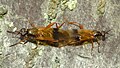 Two Benhamyia apicalis mating in Dunedin