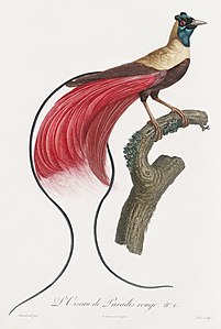 L'Oiseau de Paradis rouge