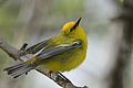 Blue-winged Warbler, Setauket, NY