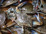 Blue crab