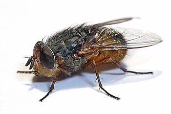 Lesser brown blowfly