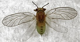 Calophya schini