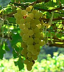 「白詩南」 'Chenin Blanc' Grape